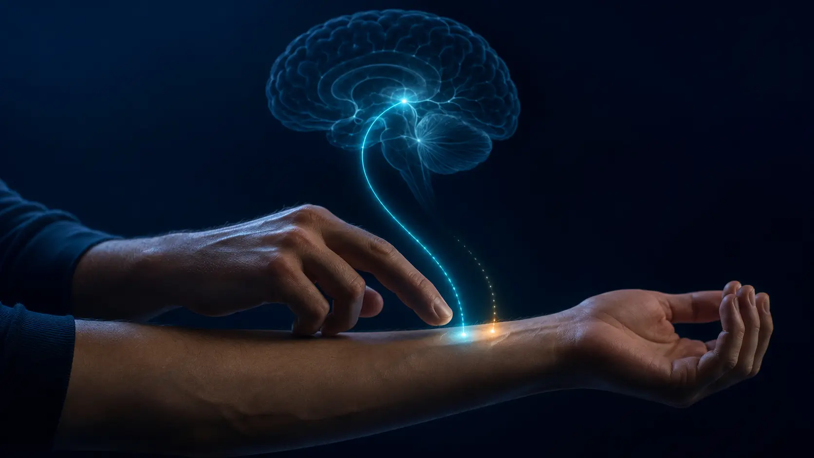 Brain prediction pathway reducing the sensation of self-generated touch on the forearm